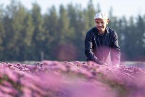 asiatisk jordbrukare och blomsterhandlare är skärande lila krysantemum blomma använder sig av sekatör för skära blomma företag för död- rubrik, odling och skörda säsong begrepp foto