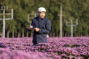 asiatisk jordbrukare är tar notera använder sig av klämma styrelse på de tillväxt och hälsa av rosa krysantemum medan arbetssätt i hans lantlig fält bruka för medicinsk ört och skära blommor foto