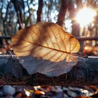 ai genererad se morgon- Sol tänds torr löv, skapande en pittoresk naturlig scen för social media posta storlek foto