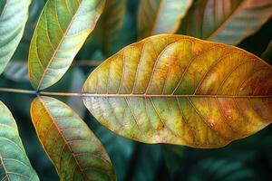 ai genererad naturer skönhet ung mango löv i brun, pittoresk bakgrund foto