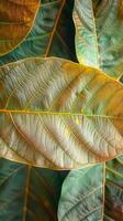 ai genererad naturer skönhet ung mango löv i brun, pittoresk bakgrund vertikal mobil tapet foto