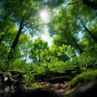 ai genererad solbelyst skog bakgrund av skog träd sett från Nedan för social media posta storlek foto