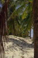 Fantastisk tropisk strand med stor handflatan träd i svart ö foto