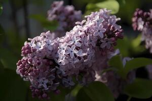 ai genererad lila - schersmin - blomma inföding till olika delar av Europa och Asien - känd för deras doftande, konformad blooms i nyanser av rosa, lila, och vit. en symbol av ungdomlig oskuld foto