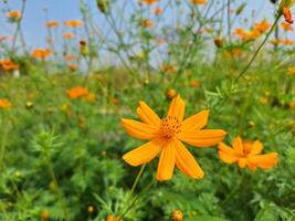 orange blomma i trädgården foto