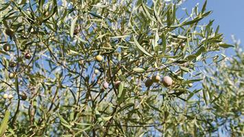 produktion av italiensk organisk oliver foto
