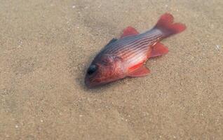 kritstreck cardinalfish eller lepidamia kalosoma dog från förgiftning förbi tuba växter eller derris. foto