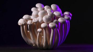 närbild av en knippa av shimeji svamp med annorlunda färger på mörk bakgrund foto