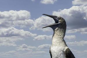 blåfotad booby, galapagos foto