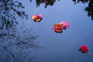 camellia zen på dammen foto
