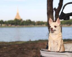 Lycklig brun kort hår chihuahua hund stående i sällskapsdjur sittvagn i de parkera med tempel och sjö bakgrund. ser nyfiket. foto