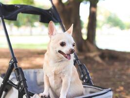 Lycklig brun kort hår chihuahua hund stående i sällskapsdjur sittvagn i de parkera. ser nyfiket. foto