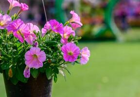 rosa petunior i en svart hängande pott, skön blomma foto