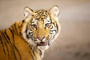 närbild av en tigers ansikte. en skön vild kattdjur. foto