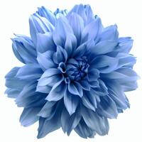 ai genererad ljus blå blomma på en vit bakgrund foto