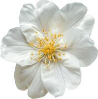 ai genererad jasmin vit blomma isolerat på en vit bakgrund foto