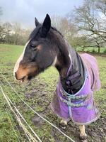 en häst bär en täcka i en fält foto