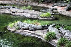 en se av ett alligator i florida foto