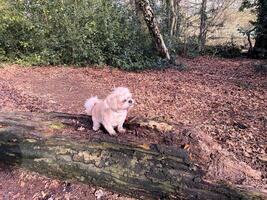 en hund på en logga i de landsbygden foto