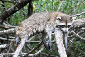 en se av en racoon i en träd i de florida eveglades foto