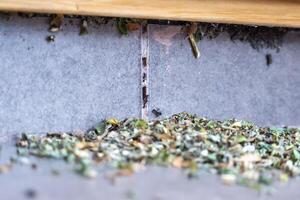 allmänning svart myror invaderande en hus. de ha löv och är framställning deras bo. foto