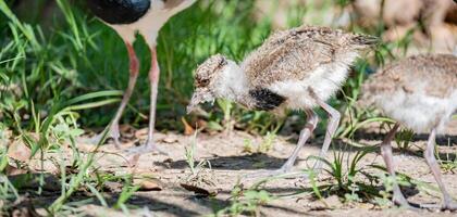 queltehue duva, dess vetenskaplig namn är vanellus chilensis. foto