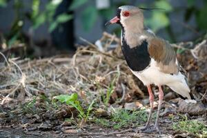 vanellus chilensis också kallad i några länder quero foto