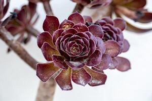 aeonium arboreum i de trädgård av en hus. foto