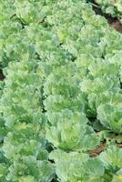 grön kål vuxen för försäljning i vegetabiliska marknader är ett organisk vegetabiliska vuxen förbi jordbrukare för kommersiell använda sig av och är förbrukad som en populär mat runt om de värld. foto