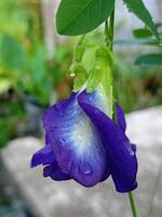 blå fjäril ärta blommor och morgon- dagg i en thai trädgård foto