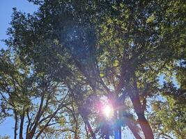 strålar av solljus godkänd genom grenar och löv av träd i de skog i napa kalifornien foto