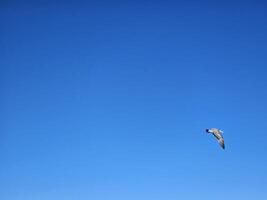 fåglar flygande i klar blå himmel foto