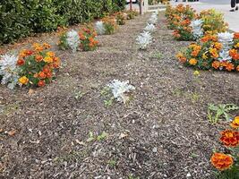 blomma trädgård bredvid trottoar i stadens centrum napa kalifornien foto