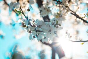 vår bakgrund Foto med vit blomma och direkt solljus