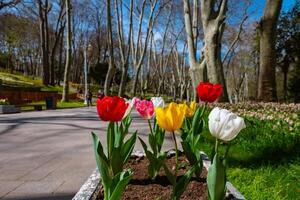 färgrik tulpaner i gulhane parkera i istanbul. istanbul i de vår foto