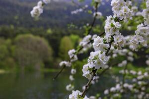 vår bakgrund Foto. vit blomma i fokus. foto