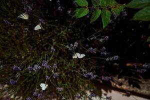 vit fjärilar i lavendel, bakgrund foto