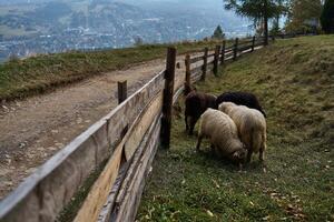 får betning Bakom en trä- staket nära de bergen foto