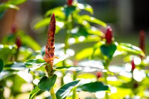 costus woodsonii, den är en mild perenn växt lämplig för värma och tropisk områden. de djupröd koner är i hög grad attraktiv till fjärilar och bin. gammal blommor är redo till vissna. kopia Plats. foto