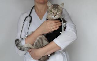 veterinär läkare med stetoskop innehav kastrerade katt i postoperativ bandage. efter kavitär drift, kastrering, sterilisering foto