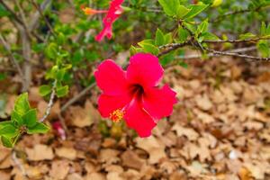 hibiskus blomma i Valencia, närbild, makro foto