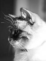 katt profil i svart och vit foto