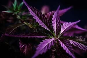 ai genererad lila cannabis blad på en mörk bakgrund. neuralt nätverk ai genererad foto