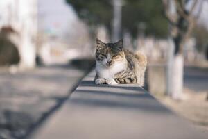 herrelös katt äter katt mat på solnedgång foto