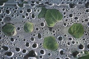vegetabiliska växthus täckt med vatten droppar foto