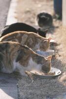 herrelös katt äter katt mat på solnedgång foto