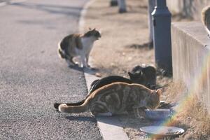 herrelös katt äter katt mat på solnedgång foto