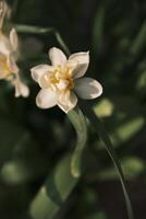 vit påskliljor blomning på solnedgång foto