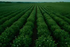ai genererad stevia rebaudiana, ljuv blad socker ersättning isolerat på fält bakgrund. neuralt nätverk ai genererad foto