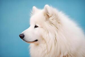 ai genererad söt samojed hund på blå Färg bakgrund. neuralt nätverk ai genererad foto